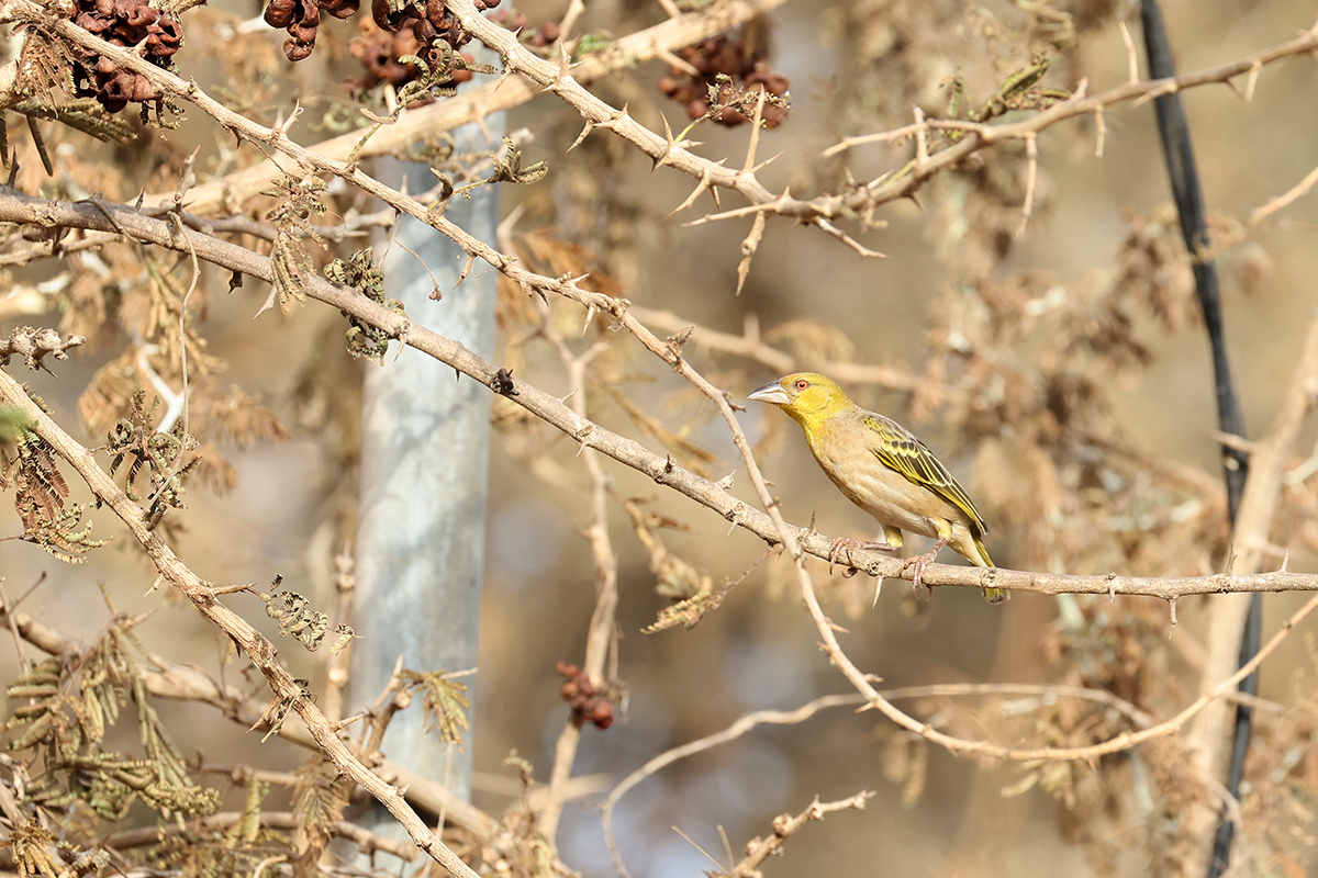 Village Weaver